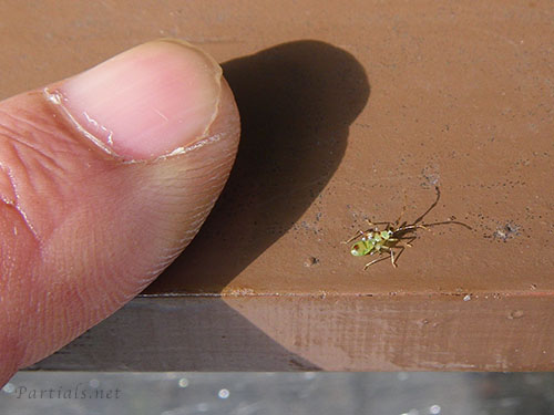 クスベニヒラタカスミカメ幼虫